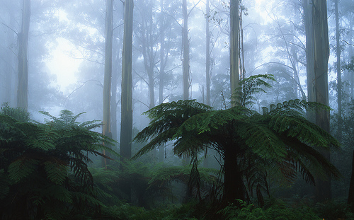 Rainforest Sky Calendar