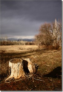 Dead Tree Human Questions